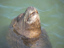 Enjoying a free life. (fishermen´s harbour, Antofagasta)