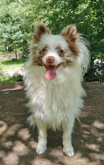 Pomeranian Hündin Yhody von der Arnold's Eiche.