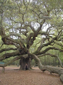 Loko, a árvore sagrada