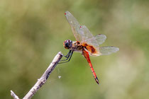 Wunderschöne Libelle ©Heinz Schmid