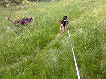 Gassirunde mit Harry am See hinter unserem Haus