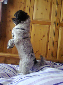 Nelli