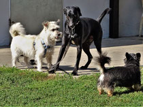 Ahsley, Frieda,Bohno und Amy