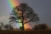Baum in Neritz