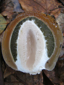 Stinkmorchel, Phallus impudicus, Hexenei, Schnitt