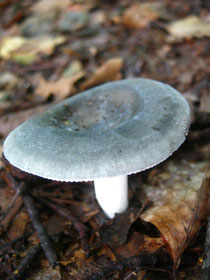 Bereifte Hutoberfläche des Blaugrünen Reiftäublings (Russula parazurea).