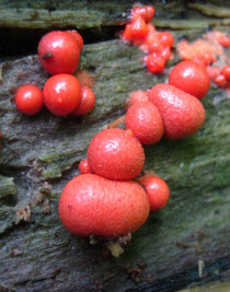 Blutmilchpilz (Lycogala epidendrum).