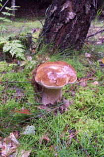 Steinpilz,Boletus edulis,Birke,Betula pendula, Mykorrhiza