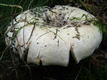 Wolliger Milchling, Lactarius vellereus