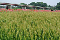 ポピー畑の一角の麦畑
