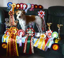 Kromfohrländer Happy vom rauhen Stein - internationaler Schönheitschampion