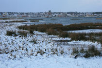 Strandbinse im Winter