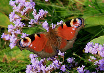 Schmetterling