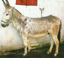 Platero Andalusier Hengst