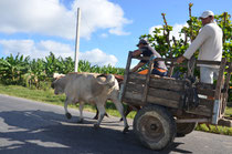 Ochsenkarren ein sehr häufiges Transportmittel.