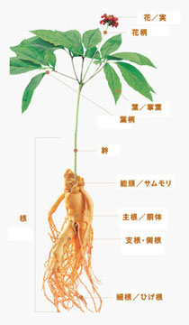 高麗人参の形