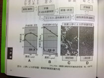 高麗人参による肝保護作用