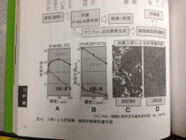 高麗人参の肝臓保護作用