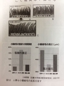 小腸絨毛の成長促進