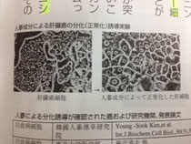 ガン細胞の正常化細胞誘導