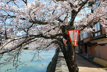 茶屋街の桜