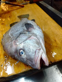 こんにちは　ヒゲソリダイです🐟