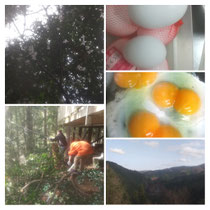 定休日は 田舎へ行ってきました🌲木を切って 大変おつかれーのお休みでした😅 りこちゃんも ノコギリで がんばってくれました😊ご褒美の双子の卵は ものすごく大きかったです🥚