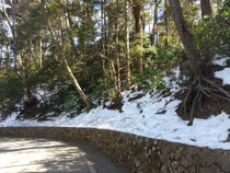 連休2日目は、高尾山へ。まだ雪が残っているところもありました😲