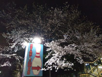 スターレーンの夜桜　キレイ！を見ながら　帰ります！おつかれさまでしたー