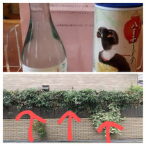 🔺ここにスズメがいます。全部で10羽🐦若がとてもかわいがっていて、ふきんに付いたお米をあげています😁お酒は、すしの日の抽選で、当店のお客さんが３等当選！のお酒が届きました。お客さんとは、大将の娘という😂奇跡✨ごちそうさまてした㊗️