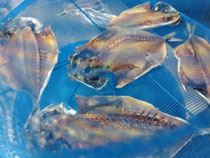 カンタまさかのメンバー入り⚾父、早速　尾頭付きを作ってます🐟