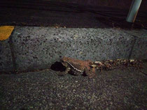 ゆりのき台の道路にカエルがいた！
