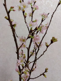 さむーいけど　啓扇桜が　満開です🌸