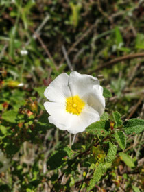 Zistrose