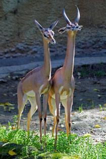 Gazzella giraffa