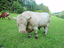 Zuchtstier BUBI