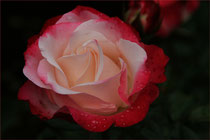 Rose aus dem Rosengarten 