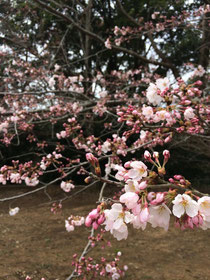 佐倉市の厚生園内のお庭の桜