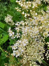 Rezept Wildpflanzengenuss Wildpflanzen Mädesüß NABU Düren