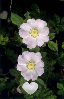Keilblättrige Rose (Rosa elliptica), 06.06.2002, Gewann Spitzäcker, Neckarhausen (angepflanzt)