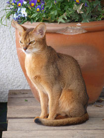 Ashoka