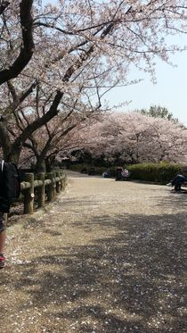 Cherry Blossoms 