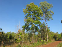 Forest track in Phu Pan