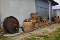 Straussenfarm 2014