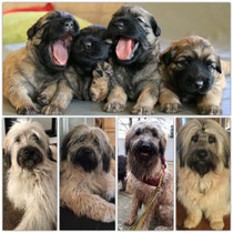Die Vierlinge mit 4 Wochen und einem Jahr v.l.n.r.: Gubacca, Gustav, Goo-Goo, Emmie