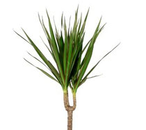 Le Dracaena - Classement des 10 plantes les plus résistantes par Garden & the City