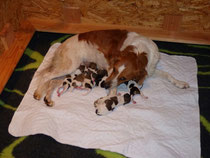 Mutter Ally und alle Puppies sind wohlauf