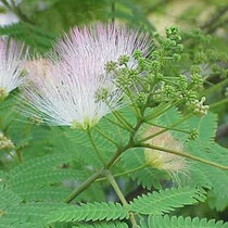 合歓の花