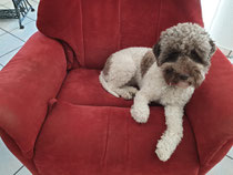 Anfrage Zu Lagotto Welpen Ruestermark