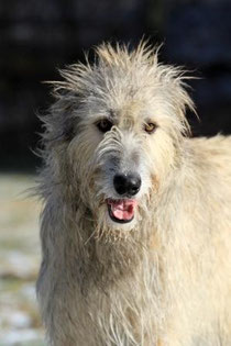 Irish Wolfhound Freya